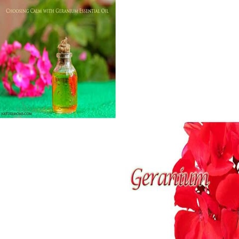 Geranium harikanth