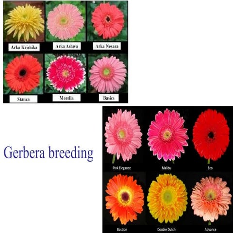 Gerbera breeding for Horticulture students.ppt