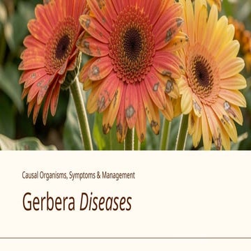 Comprehensive Guide to Gerbera Diseases and Their Management in ...