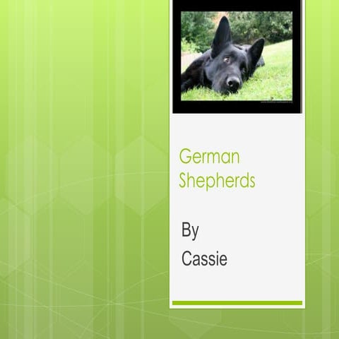 Labrador Retriever PowerPoint | PPT