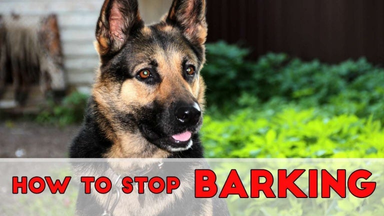 how to get your german shepherd to stop barking