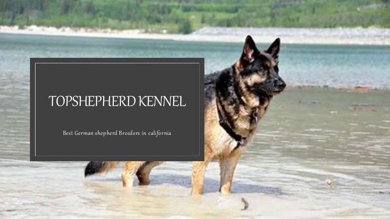 shepherd kennel