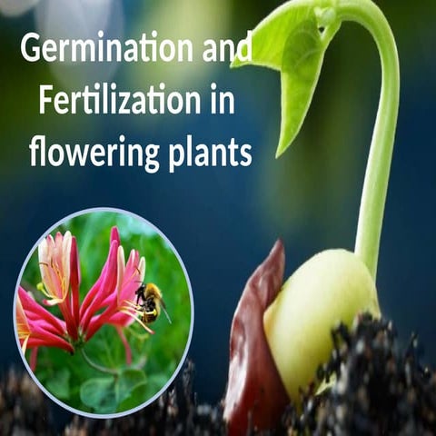 GERMINATION AND POLINATION IN PLANT SEEDS | PPTX