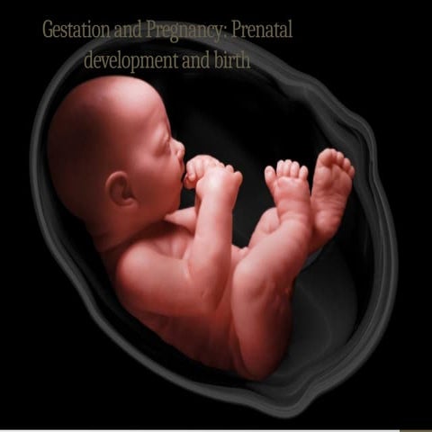 Gestation and pregnancy anatomy and phys