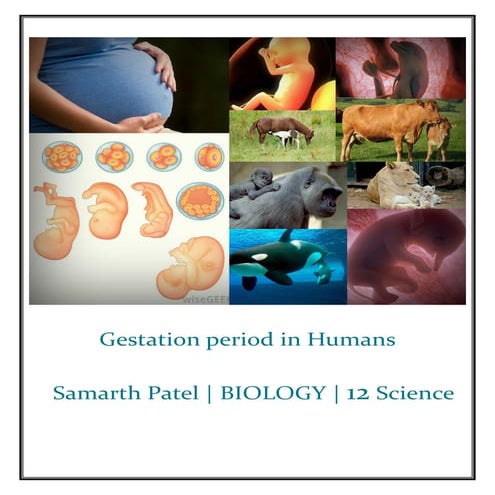 Gestation period in organisms-Class 12th project