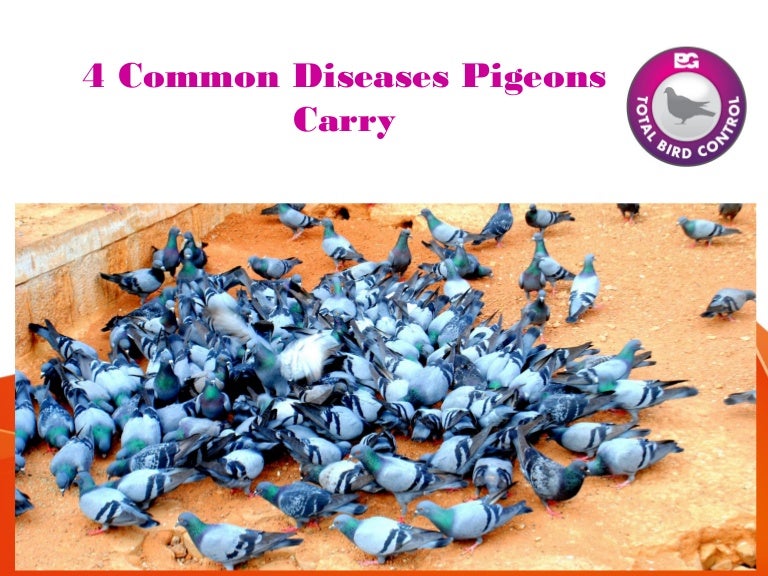 4 Common Diseases Pigeons Carry