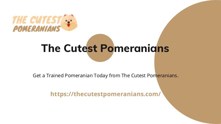Get a trained pomeranian today from the cutest pomeranians. 3 getatrainedpomeraniantodayfromthecutestpomeranians 211114112321 thumbnail 4
