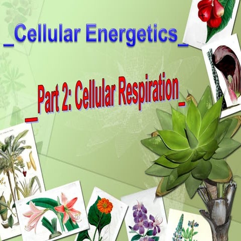 Getting energy for biological work