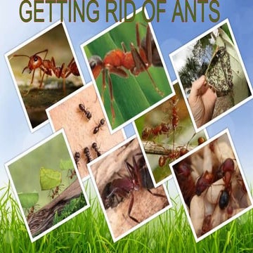 Getting rid of ants
