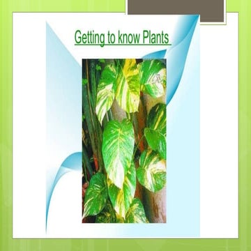 Getting to know plants-2 class 6 sci.pptx