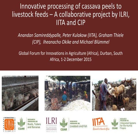Innovative processing of cassava peels to livestock feeds—A collaborative pro...