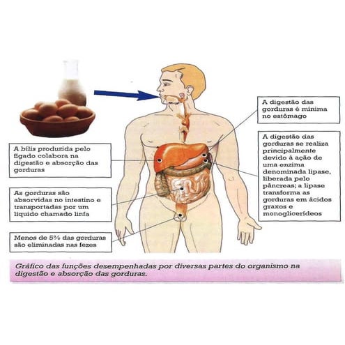Digestão e absorção das gorduras