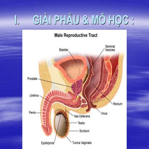 GIAI PHAU SINH DUC NAM.PPT