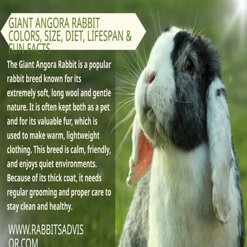 Giant Angora Rabbit Colors, Size, Diet, Lifespan, & Facts | PPTX