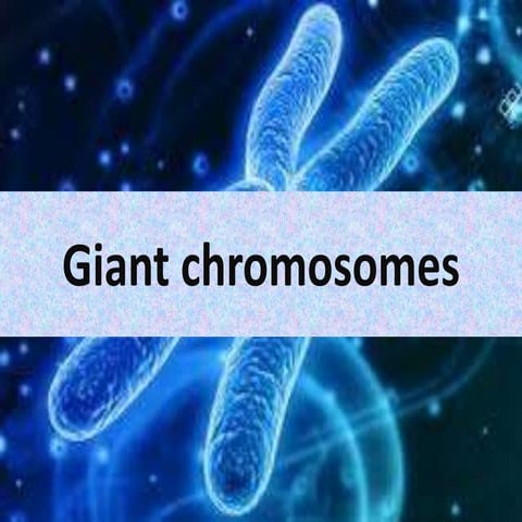 Giant chromosomes