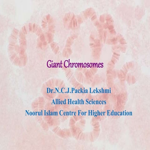 Giant chromosomes