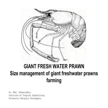 Giant freshwater prawn_size_management