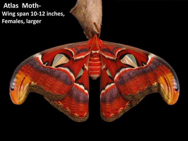 Giant Moths 