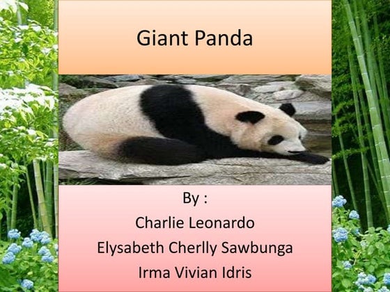 50 Interesting Panda Facts | PDF