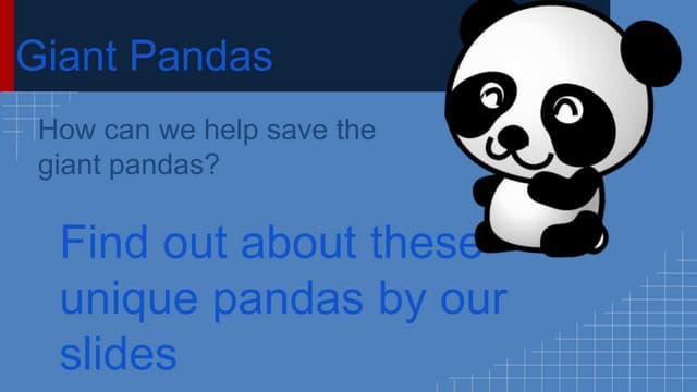Giant pandas