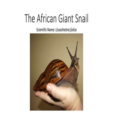 Giant snail