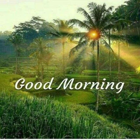 glass ionomer  cement  dental  materials