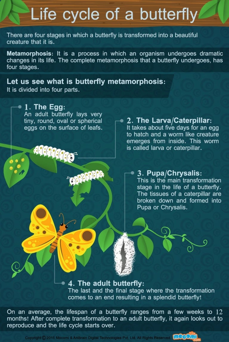 Life cycle of a Butterfly - Mocomi Kids