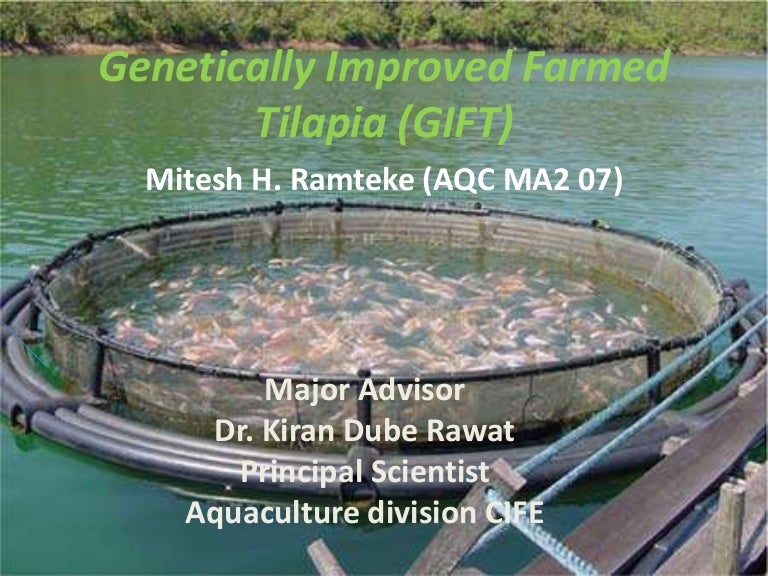 Improved Farmed Tilapia
