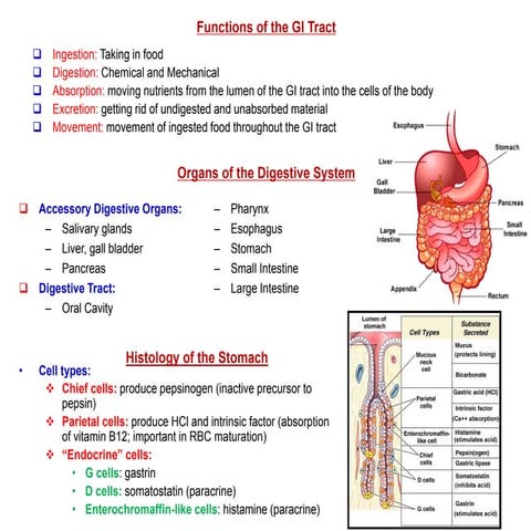 Gastrointestinal hormones ( Gastrin , secretin and cholecystokinin)