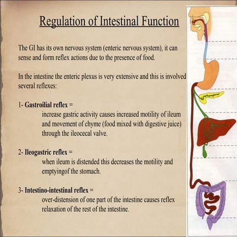 dr hameed lecture 17