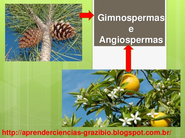 Gimnospermas e angiospermas
