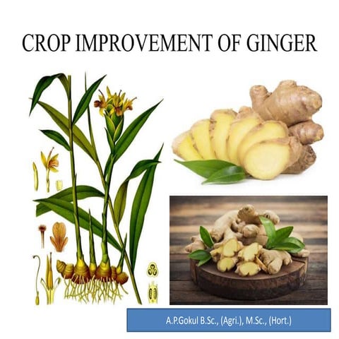 CROP IMPROVEMENT OF GINGER