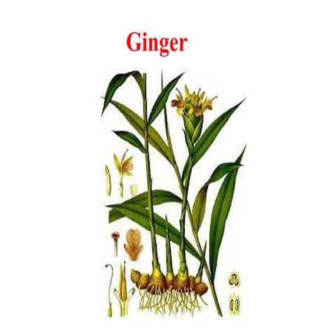 Cultivation Practice of Ginger in Nepal.pptx