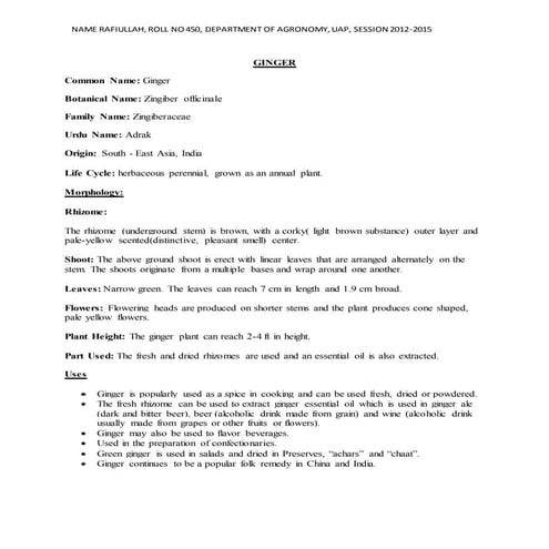 Ginger plant presentation