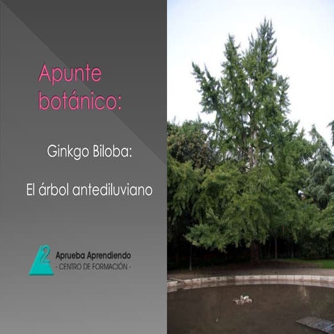 Ginkgo Biloba: Un árbol singular