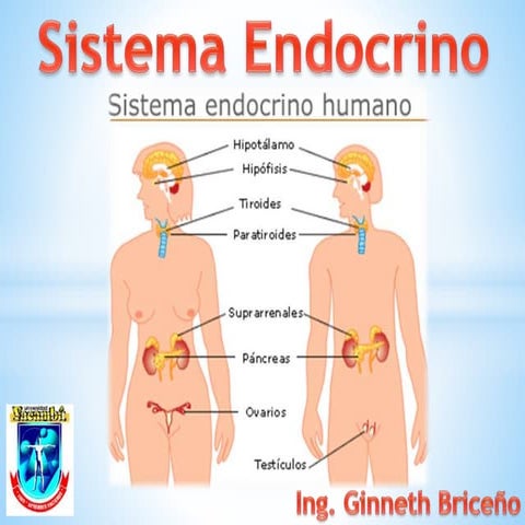 Sistema Endocrino