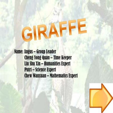 Giraffe