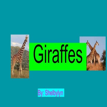 Giraffes