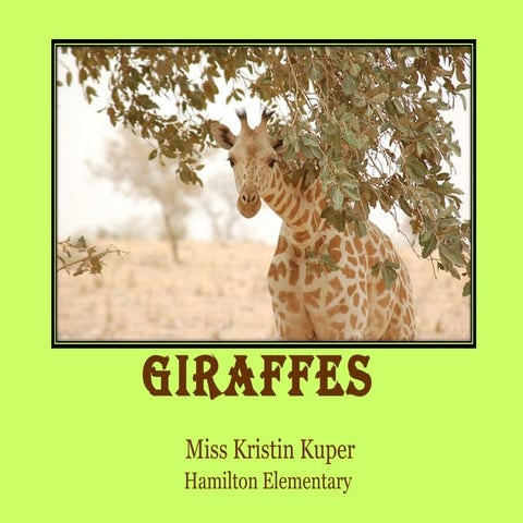 Giraffes ppt