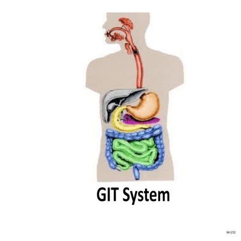 Gastrointestinal tract (GIT) 