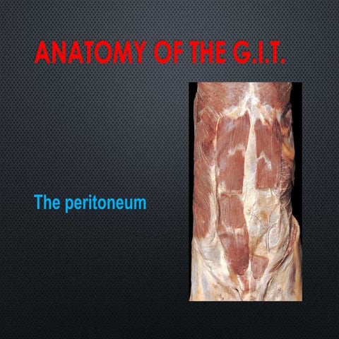  peritoneum