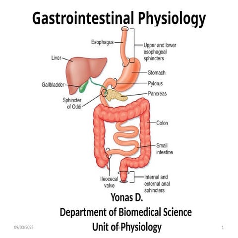 Gastro intestinalphysiology for medical students.pptx