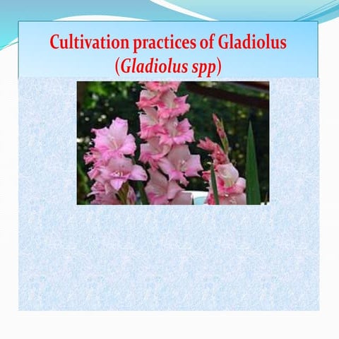 Gladiolus