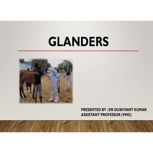 GLANDERS | PPTX