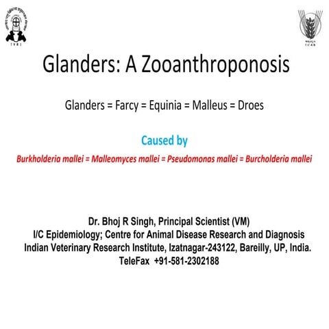 Glanders a zooanthrioponosis