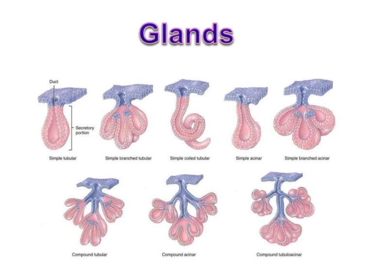 Glands histology simple diagram of the salivary glands 