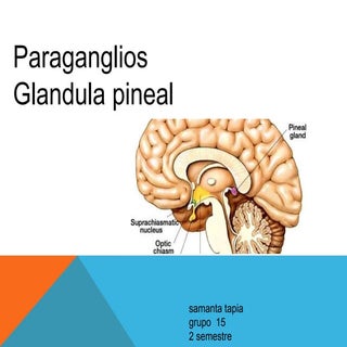 Glandula pineal 1