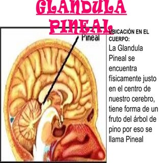 Glandula pineal
