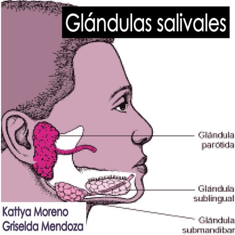 Glandulas