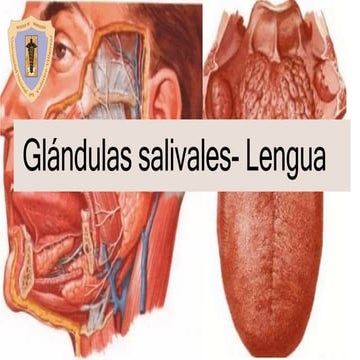Glándulas salivales y lengua | PPTX